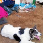 Gracias a Blue, un border collie que colabora en tareas de seguridad y rescate con la Guardia Civil, se pudo localizar el día 1 de noviembre en Carral a una mujer de 78 años cuyo paradero se desconocía desde hacía dos días