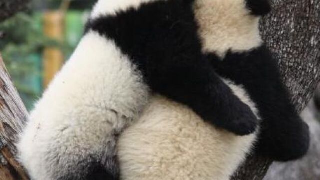 Los pandas Po y De De, en el Zoo de Madrid