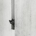 Los gatos negros, en peligro