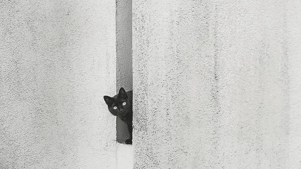 El motivo por el que esta ciudad catalana prohíbe adoptar gatos negros hasta después de Halloween