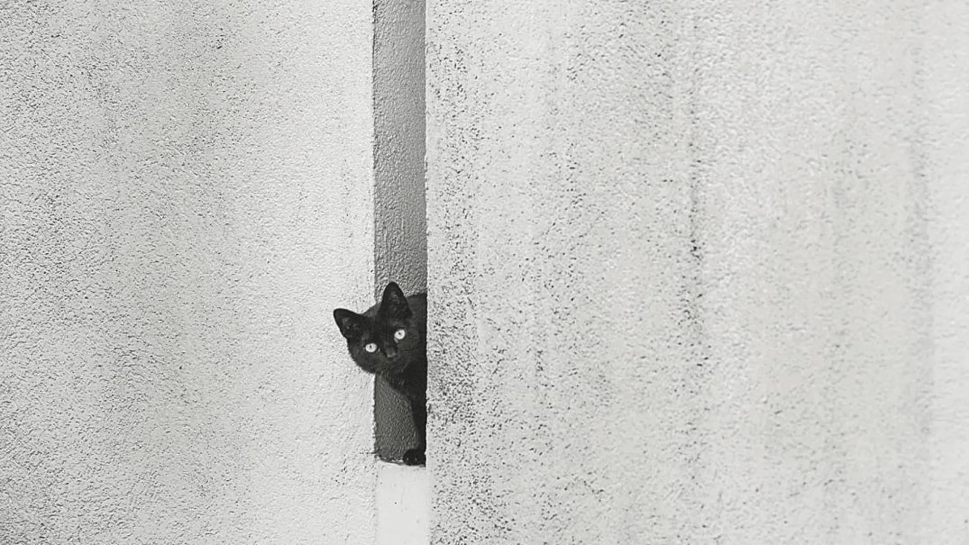 Los gatos negros, en peligro