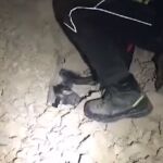 Angustioso rescate de un perro sepultado bajo los escombros en Norcia