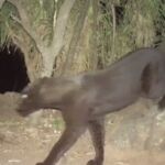 El leopardo negro fue captado por cámaras de vigilancia
