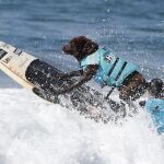 Los mejores vídeos y tuits del Día de los Animales