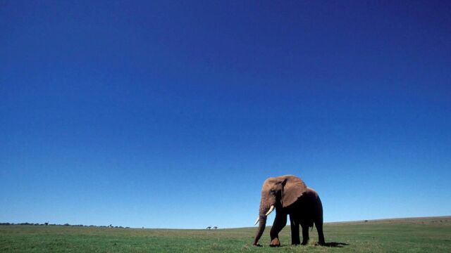 Un elefante africano en el Parque Nacional de Elefantes Addo cerca de Port Elizabeth en la provincia del Cabo al este de Sudáfrica.