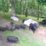 El cerdoli pone en jaque los montes asturianos