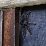 Una tarántula fotografiada en Venezuela