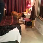 Un perro examina uno de los locales de alterne en busca de sustancias estupefacientes