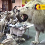 Algunas de las especies procedentes de talleres ilegales de taxidermia | G.C.