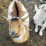 La historia del labrador Bo es solo un ejemplo de cómo los perros pueden ser amigos de otras especies como las cabras