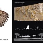 Dibujo que reconstruye el aspecto en vida del ave Concornis lacustris, realizada por Raúl Martín. Fotografías de los fósiles de Concornis lacustris y Eoalulavis hoyasi y dibujo de la trayectoria de vuelo “a saltos” en el paleohumedal de Las Hoyas / UMA-UAM