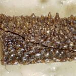La mandíbula del pez Andreolepis