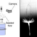 Con un túnel del viento y cámaras especiales, los investigadores han descubierto el anillo de vórtice que se genera sobre la semilla del diente de león. / N. Nakayama, I.Maria Viola et al./Nature