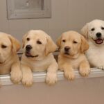 Una perra corre detrás del camión donde viajan sus cachorros