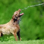 Dependiendo del grado de la protección que tenga un perro y de su ubicación, el riesgo de contraer leishmaniosis varía entre un 3% y un 18%