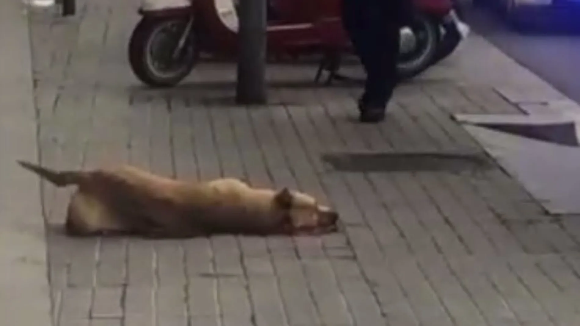 Sota yace en el suelo tras recibir el disparo/Foto y vídeo: Atlas