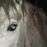 Imagen de uno de los caballos intervenidos