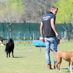 Los animales pasan por un proceso de adiestramiento antes de realizar labores de protección integral