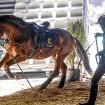 El Salón Internacional del Caballo abre sus puertas hoy
