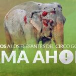 Cartel de la refcogida de firmas para la liberación de los elefantes del Circo Gottani