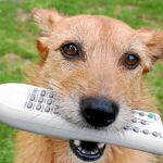 Los canes tienen predilección por los programas en los que salen otros perros