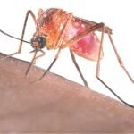 En la imagen, muestra del mosquito Culex
