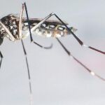 Este año se ha detectado la presencia de este mosquito en Madrid y Extremadura y ya está instalado en 122 municipios de España / Efe