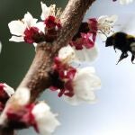 Una abeja revolotea en torno a un albaricoque en flor en la localidad de Boadilla del Monte, en Madrid. Imagen de archivo tomada en el segundo día de la primavera
