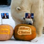 Felix, un oso polar del zoo de Krasnoyarsk, en Siberia, elige la calaba de Hillary Clinto