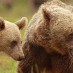 Hembra de oso pardo escandinavo con su cría