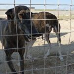 En la imagen, dos de los galgos que viven en estos momentos en la protectora de animales Scooby de Medina del Campo