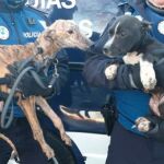900 animales fueron recogidos en 2018 por la Policía Municipal de Madrid