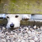 Los expertos afirman que las detonaciones navideñas pueden causar convulsiones e incluso la muerte del animal