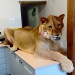 Simba en la cocina de su casa