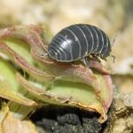 Los insectos se encuentran en nuestra dieta diaria