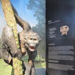 Reconstrucción de Pau ('Pierolapithecus catalaunicus') en el Museu del ICP
