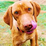 Ray, un perro con historia