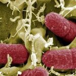 Bacterias de la flora intestinal vistas al detalle