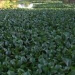 El camalote amenaza al Guadiana
