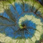 Una hoja de la llamativa Begonia pavonina