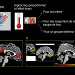 Gráfica del experimento. (A): el esfuerzo físico. (B): Implicación de la Corteza orbitofrontal (mOFC) y de la precuña del lóbulo parietal inferior en la motivación para ganar dinero para uno mismo u otro (ya sea del mismo grupo o no). (C): A la izquierda, conexión del córtex subgenual (SCC) con la corteza media orbitofrontal. Derecha: implicación del SCC en el apoyo al propio grupo