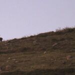 Un ciervo durante la berrea, una técnica de cortejo por parte de los ciervos para atraer a las hembras mediante berridos, en los Montes del Parque Natural del Saja-Besaya en Cantabria