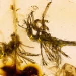 El momento en que un insecto de hace 130 millones de años rasga el huevo para salir de él quedó inmortalizado al quedar atrapado en el ámbar.