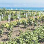 El precio del agua desalada es elevado por el gasto energético y porque hay que transportarla desde el mar hasta el campo