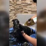 Sólo uno de los cachorros ha sobrevivido