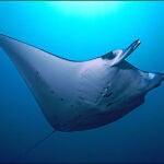 Imagen de una mantarraya