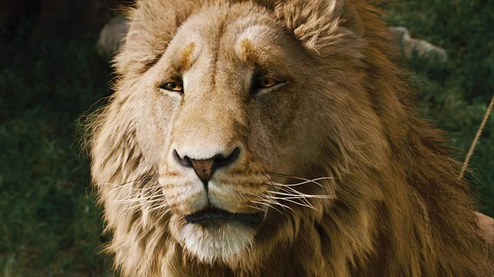 Netflix hará una nueva serie de «Las crónicas de Narnia»