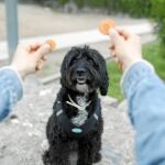 El estudio indica que no es bueno que los animales coman entre horas