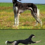 La app «Perfect Dog» permite elegir al futuro dueño el can que más se adapte a su personalidad y estilo de vida.