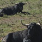 El campo charro aportará cuatro divisas a la próxima Aste Nagusia